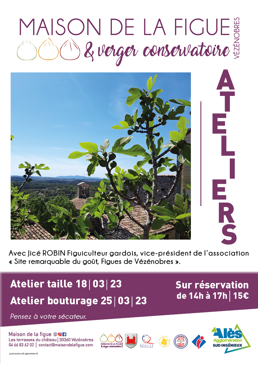figuier
