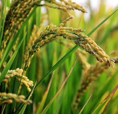 plantes-riz-gard