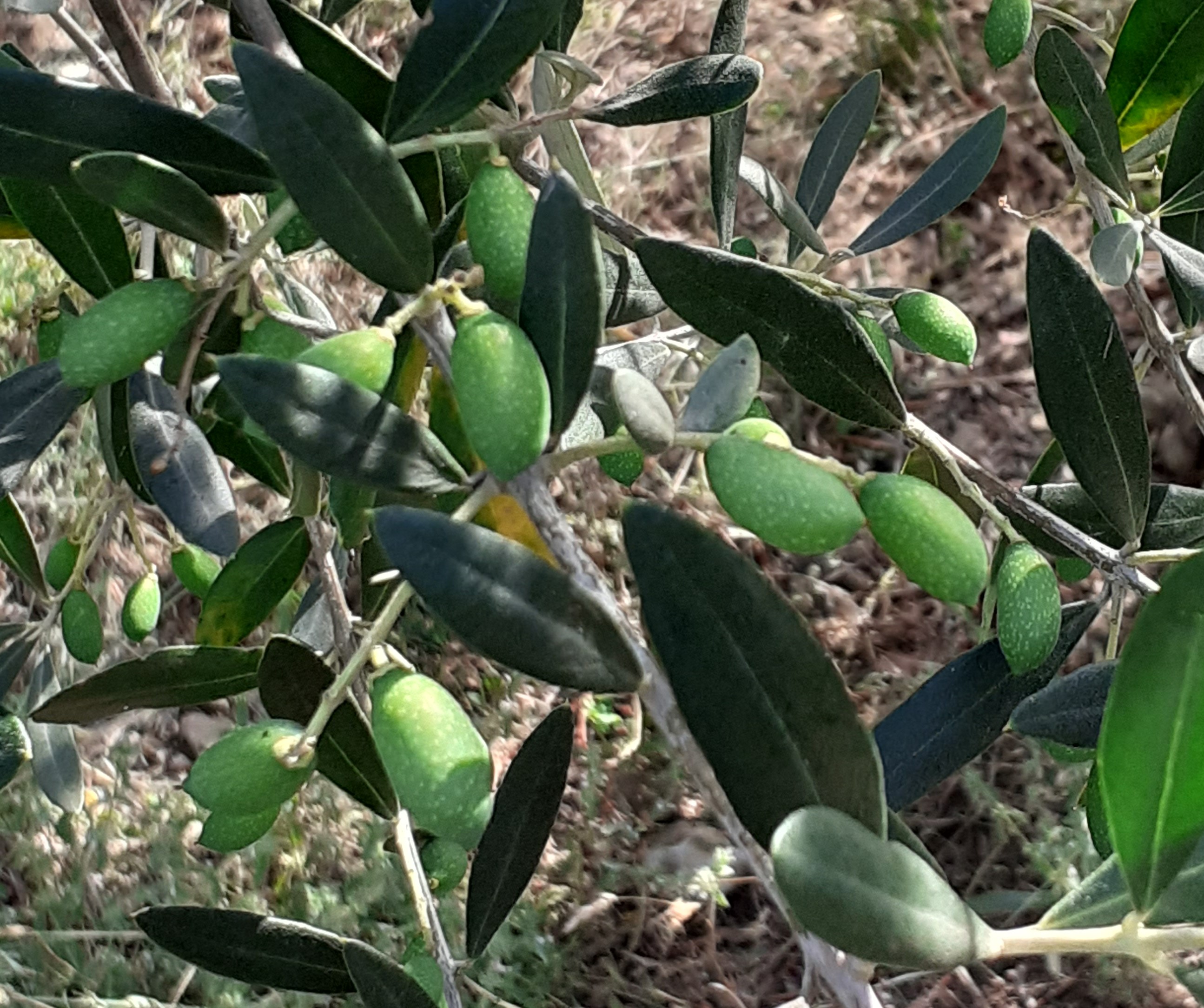 pour une future récolte des olives