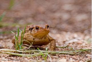 Crapaud-commun_Bufo-bufo_Gilbert-Lacassin