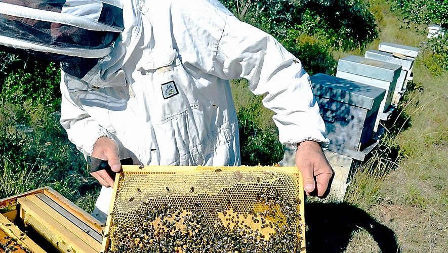 abeille