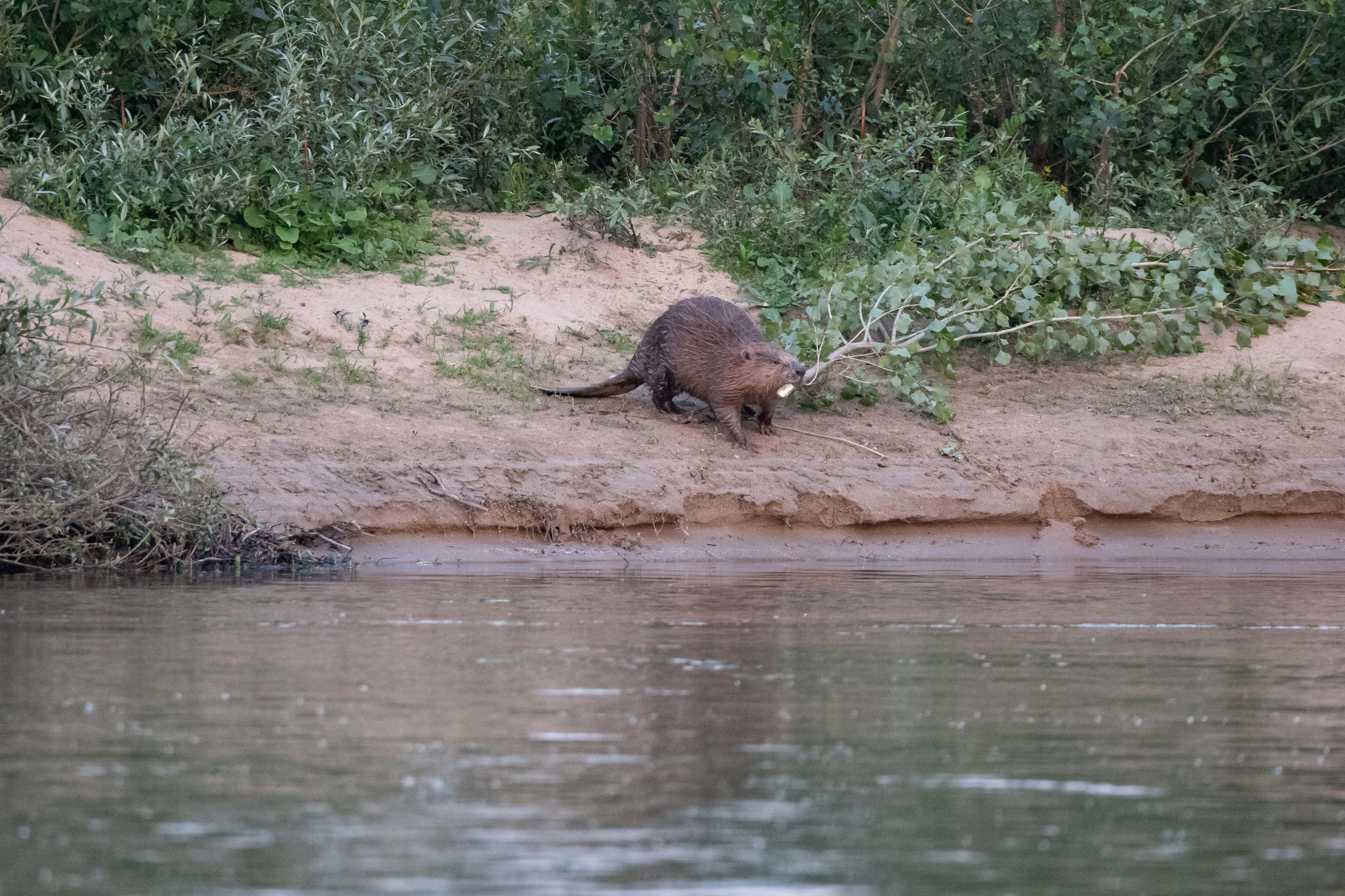 un castor sur une rive du Gardon