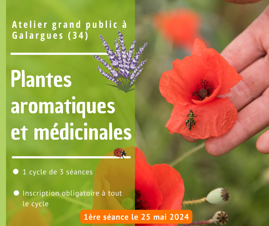 Atelier plantes aromatiques et médicinales