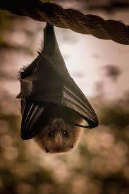 chauve souris