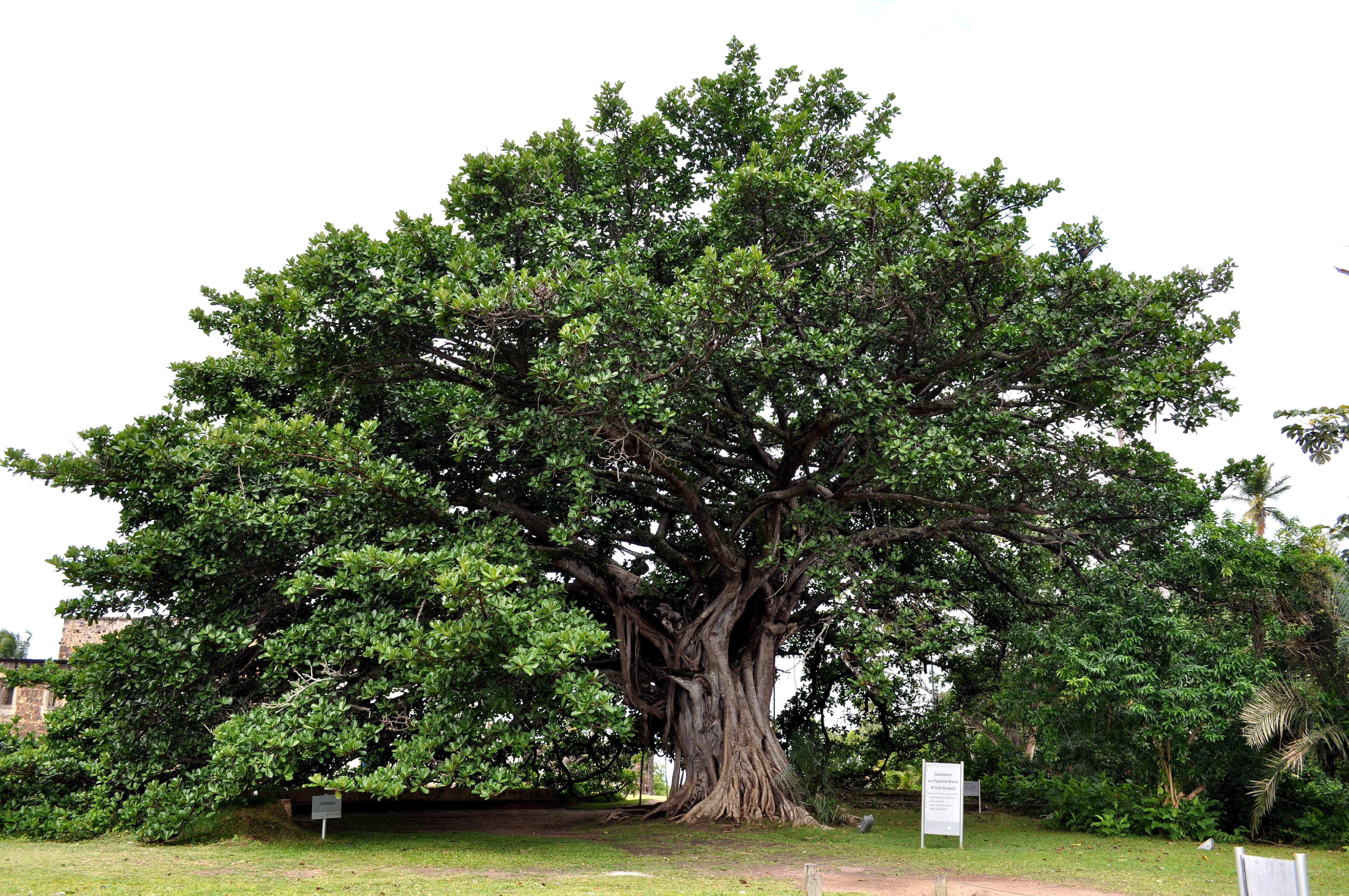 arbre 