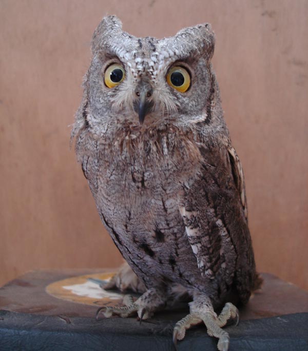 Hibou petit duc