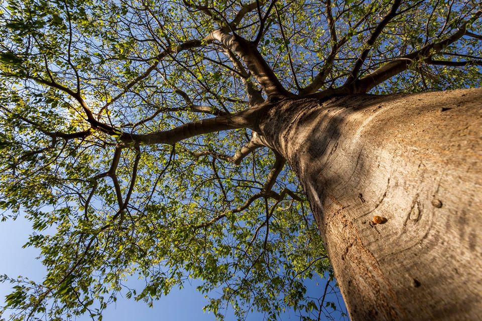 arbre