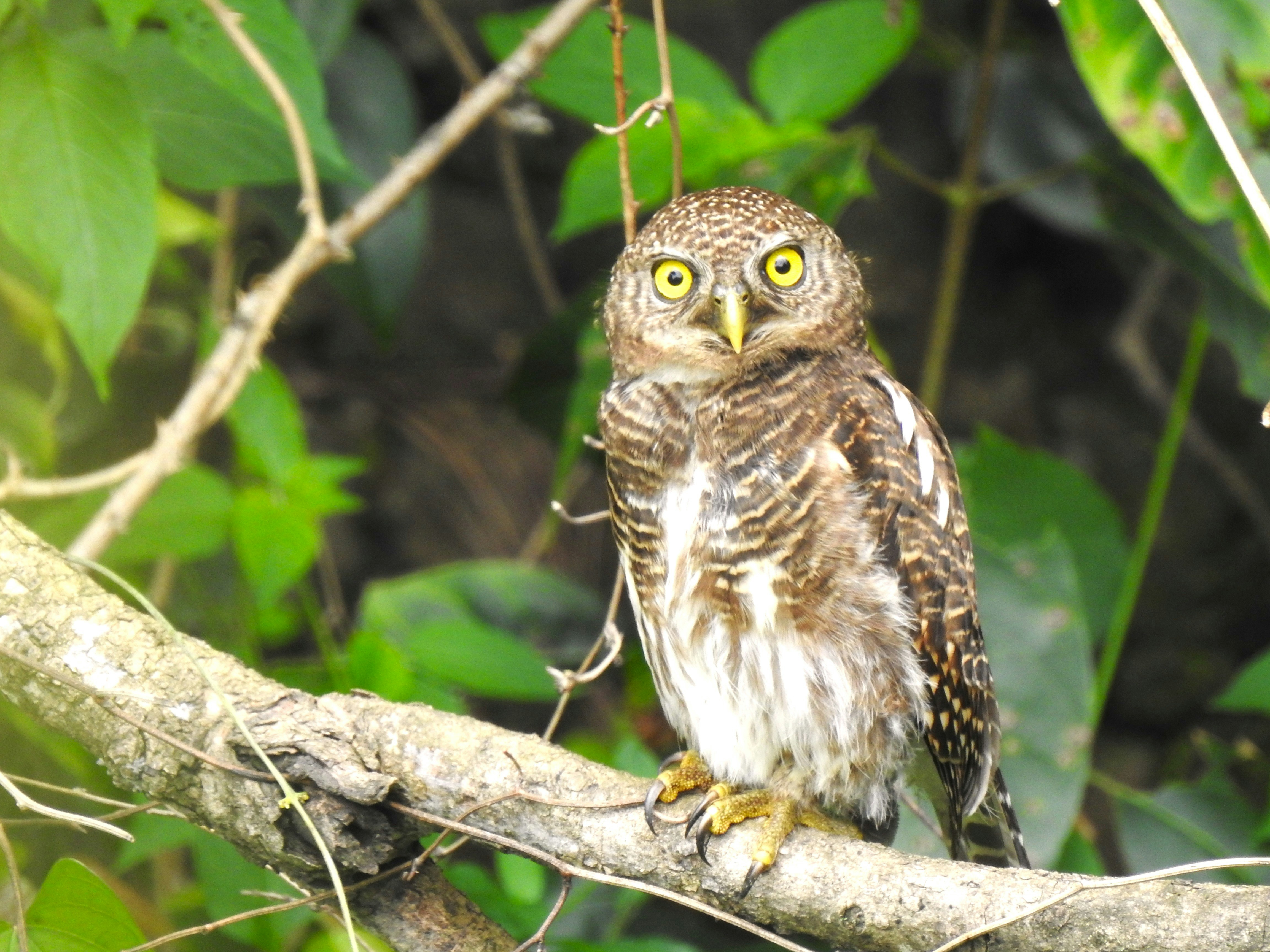 hibou