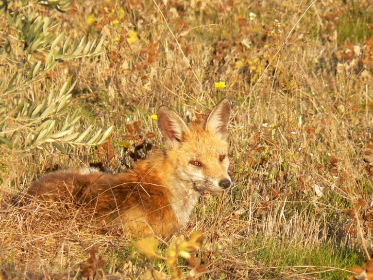 renard