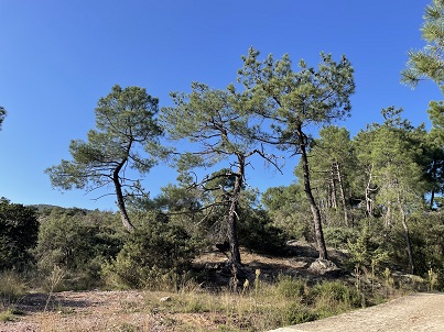 foret
