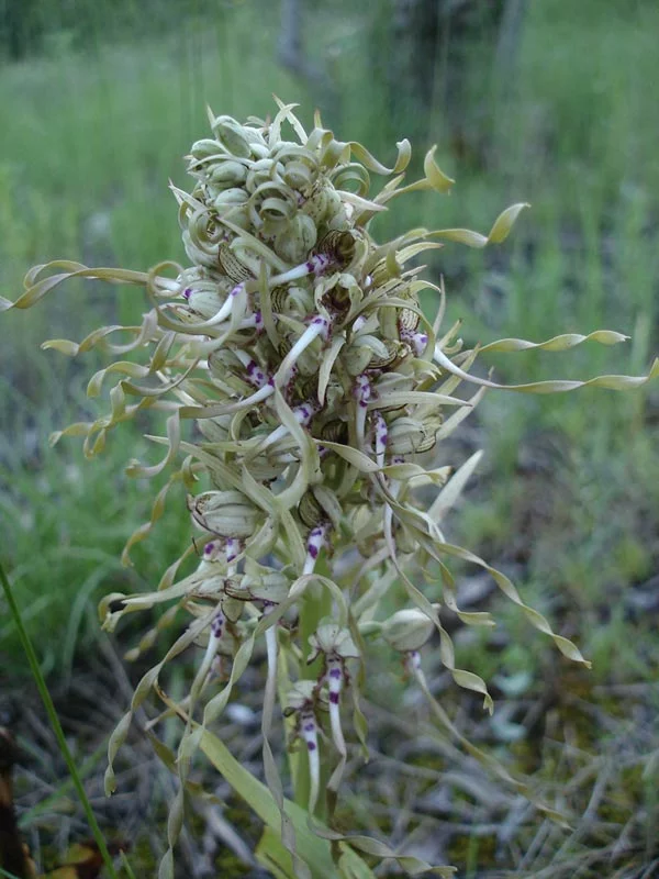 orchis_bouc