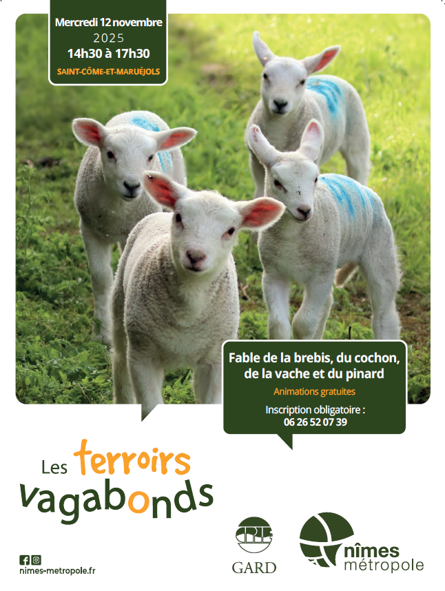 brebis