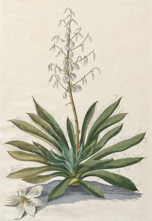 plante