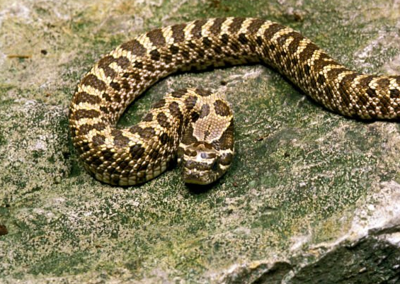 sssssssserpent